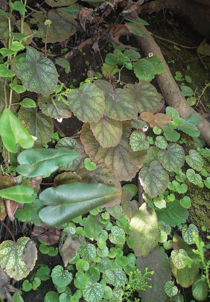 B. arnottiana